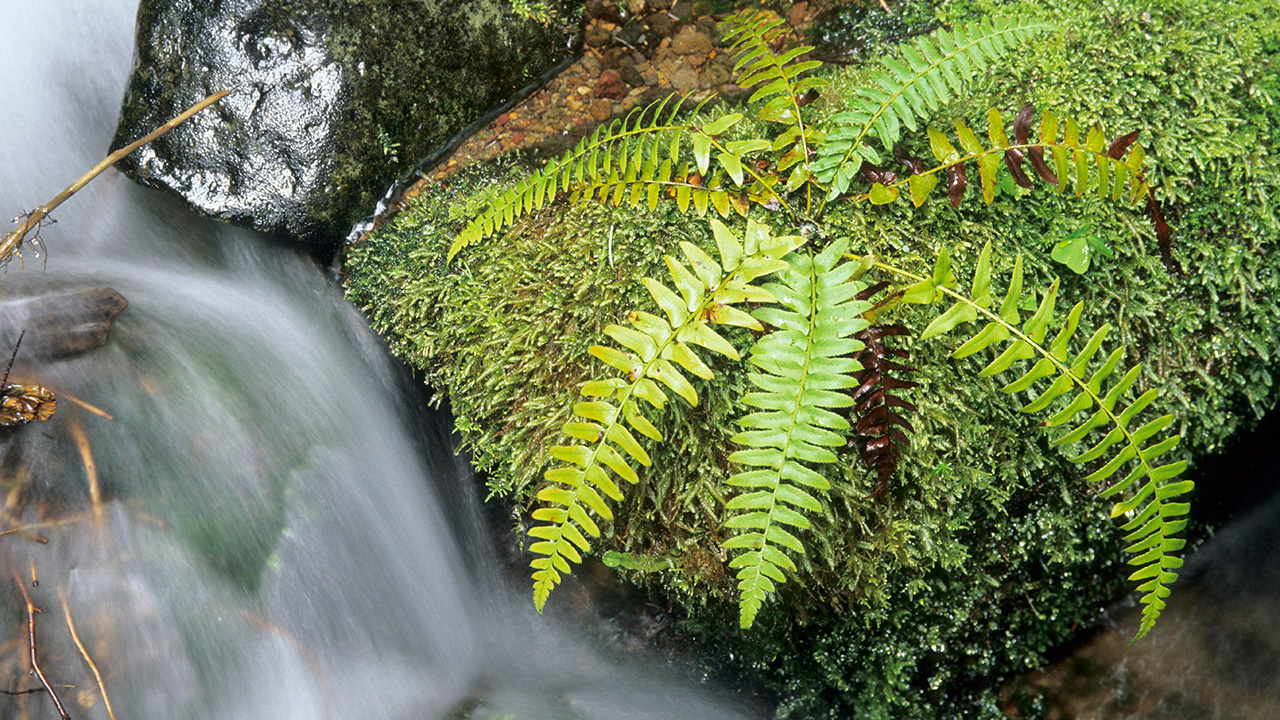 What Sustainability Analysis Reveals About 5 Mega - Cap Tech Firms